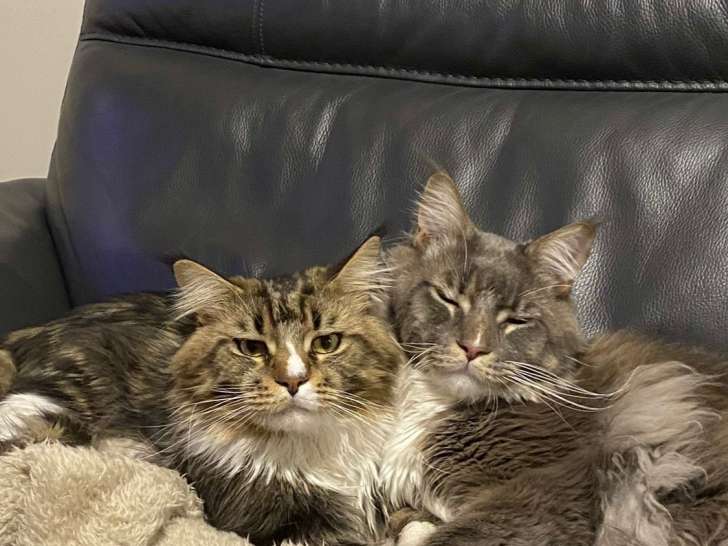 Deux chats Maine Coon à vendre
