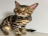 Mâle Bengal disponible pour saillie
