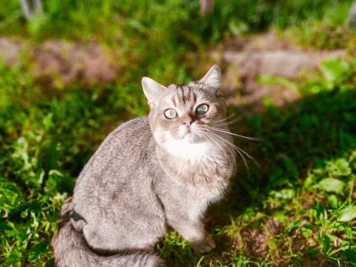 Chaton Selkirk Straight LOOF à vendre