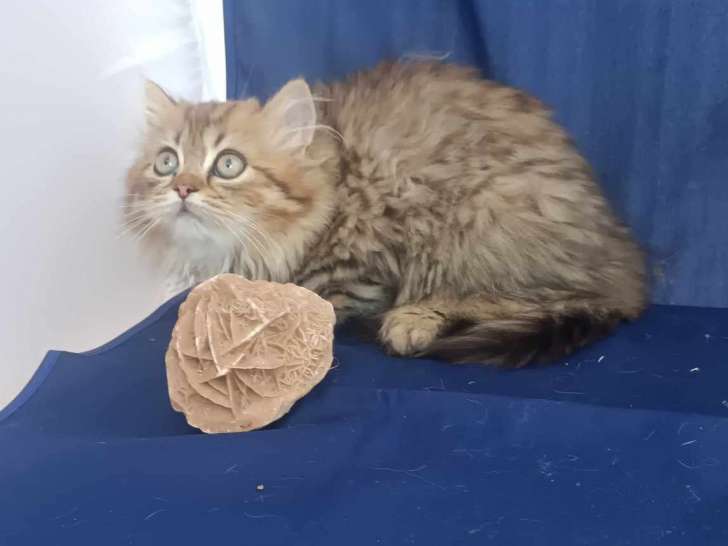 Chaton Selkirk Straight PL à vendre
