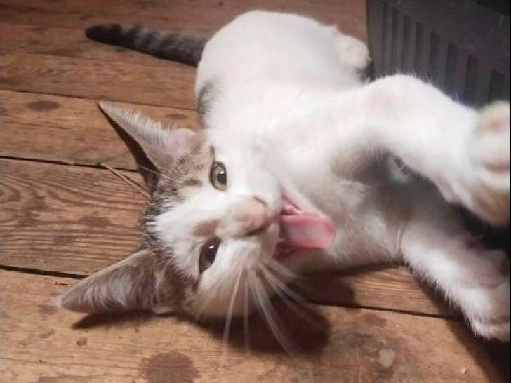 Isao, chaton à adopter