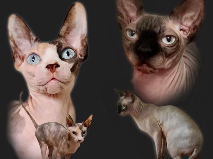Chatons Sphynx à réserver
