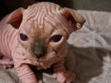 Chatons Sphynx de pure race à vendre