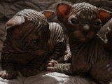 Chatons Sphynx de pure race à vendre