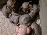 Chatons Sphynx de pure race à vendre