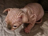 Chatons Sphynx de pure race à vendre