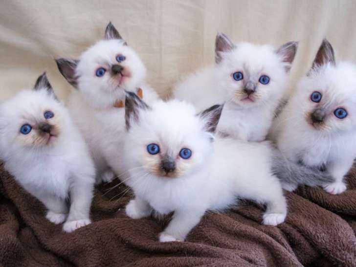 Chatons Sacré de Birmanie à vendre