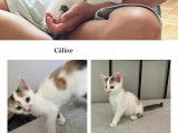 Chaton tricolore à donner
