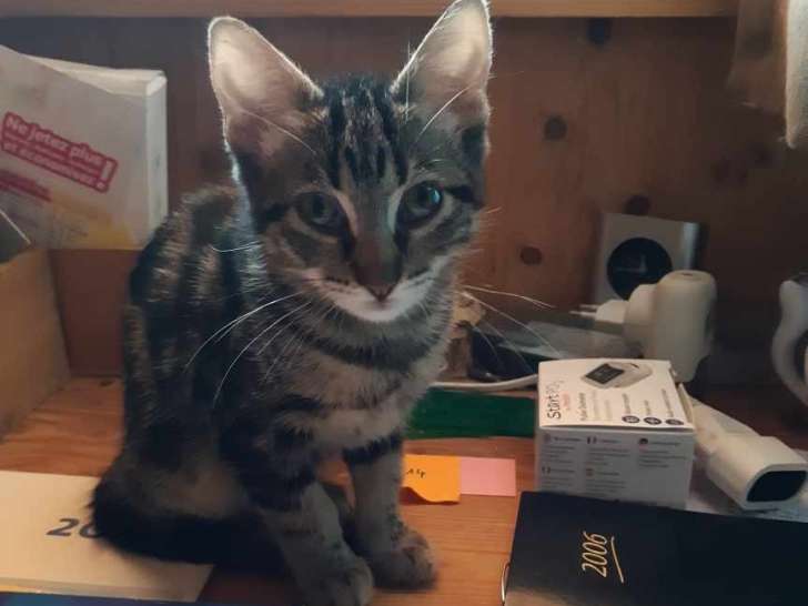 Chaton mâle à adopter