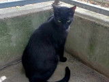 Chat noir à adopter
