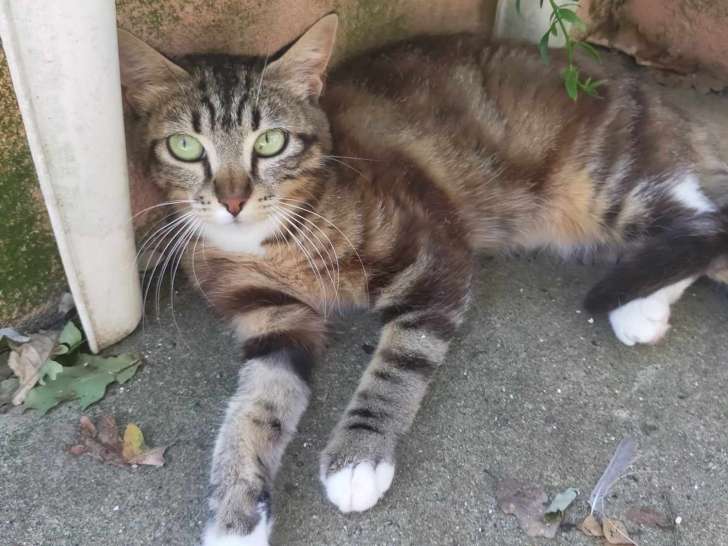 Chatte à adopter