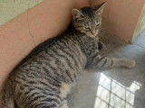 Chatte tigrée à donner