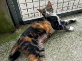 Chatte tricolore à adopter