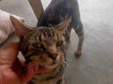 Chat tigré gris à céder