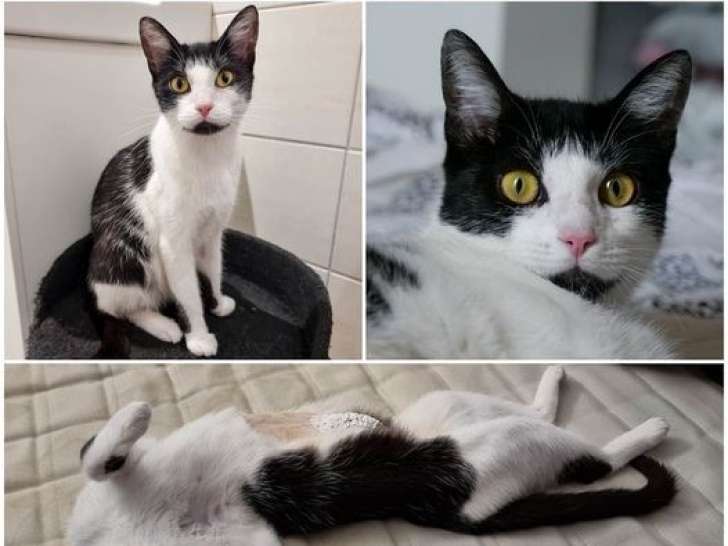 Chatonne noir et blanc à adopter
