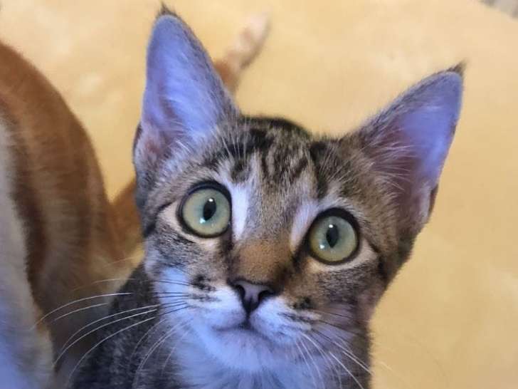 Chatons à donner