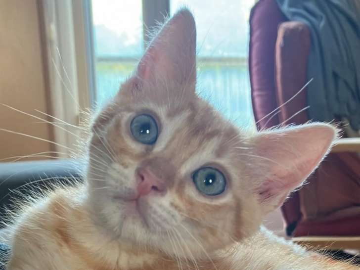 Chaton roux à céder