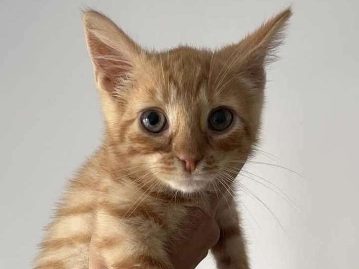 Chaton roux à adopter