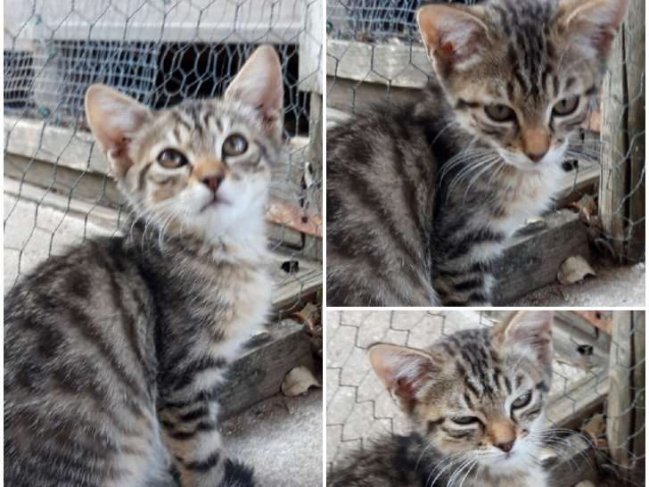 Chatonne de 2 mois à adopter