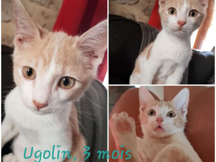 Chaton de 3 mois à donner