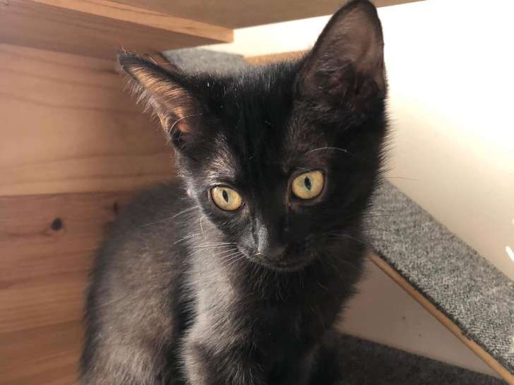 Chaton de 3 mois à donner