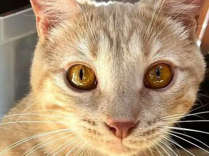 Chat de 2 ans à donner