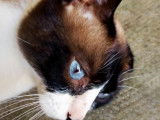 Chat tricolore d'un an à donner