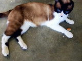 Chat tricolore d'un an à donner