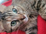Chatte de 2 ans à donner
