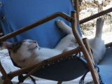 Chat de 3 ans à donner