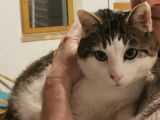 Chat de 3 ans à donner