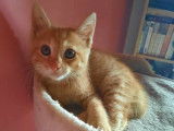 Chaton de 3 mois à donner