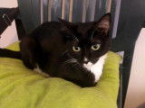 Chatte d'un an noir et blanc à donner