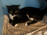 Chatte d'un an noir et blanc à donner