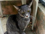 Chat de 3 ans à donner