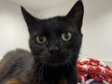 Chatte noire disponible à l’adoption