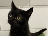 Chatte noire disponible à l’adoption