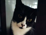 Chatte noir et blanc à donner