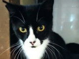 Chatte noir et blanc à donner