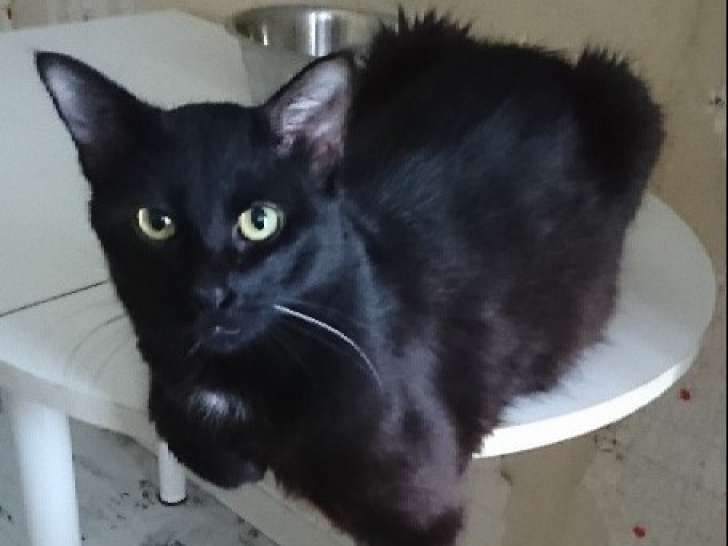 Chat à adopter