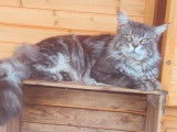 Un chat Maine Coon LOOF de 2 ans blue silver pour une saillie