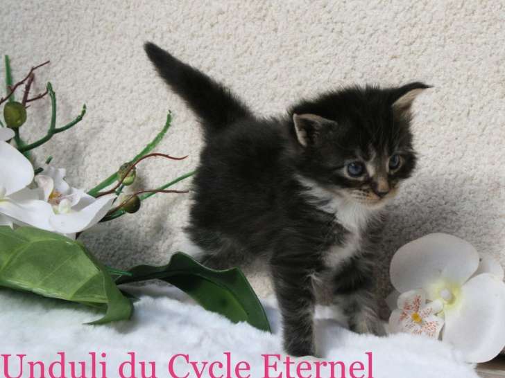 Disponibles à la réservation 5 chatons Maine Coons LOOF