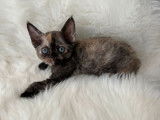 Trois chatons Devon Rex LOOF à réserver