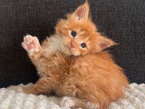Mise à la réservation de chatons Maine Coons LOOF