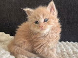 Mise à la réservation de chatons Maine Coons LOOF
