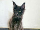 Une chatonne Maine Coon bleue LOOF disponible à la vente