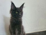 Une chatonne Maine Coon bleue LOOF disponible à la vente