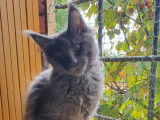 Une chatonne Maine Coon bleue LOOF disponible à la vente