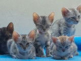 Des chatons Mau Égyptiens LOOF disponibles à la vente