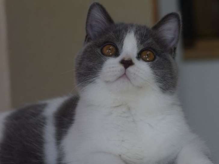À vendre : chaton British Shorthair mâle au pelage bleu et blanc (LOOF)